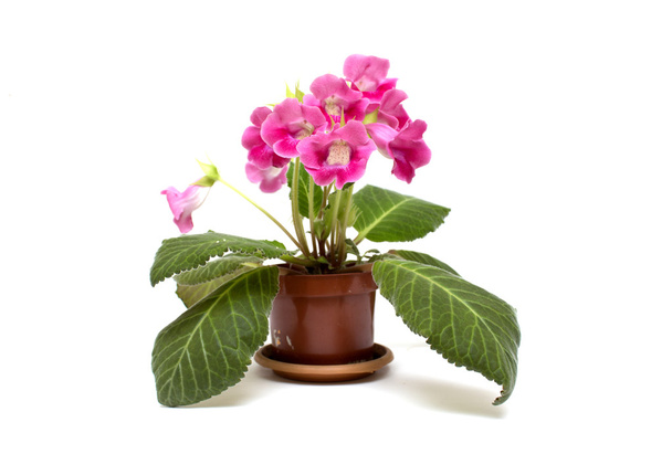 Houseplant in a pot. Photo. - Photo, Image