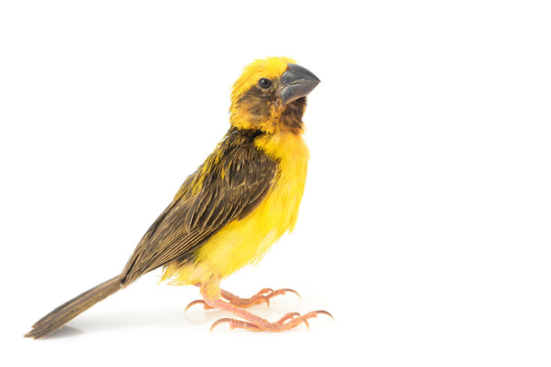 Aziatische gouden weaver vogel - Foto, afbeelding