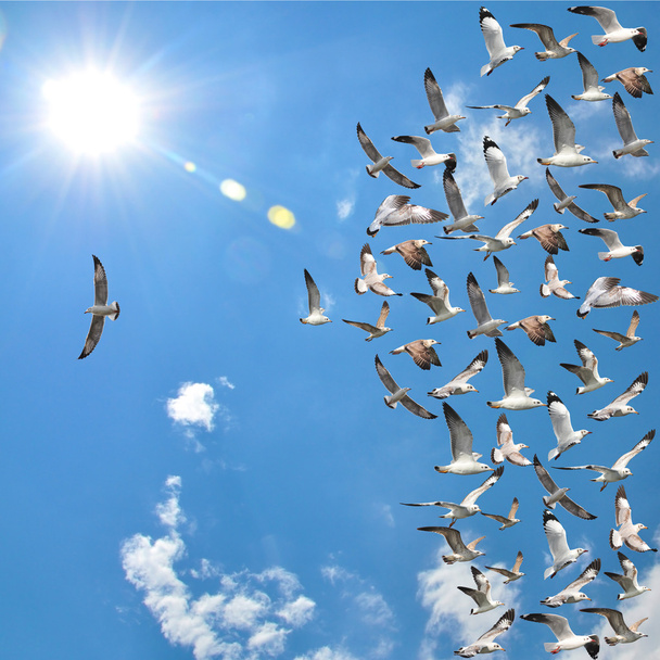 aves gaviotas voladoras
 - Foto, Imagen