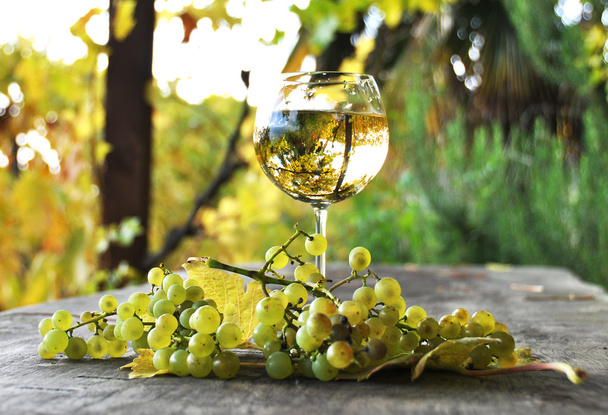 Viñedos y racimo de uvas. Región de Lavaux, Suiza
 - Foto, imagen