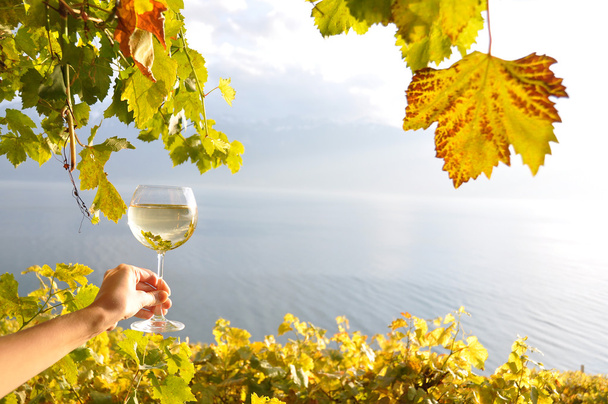 Wineglases в руці проти виноградники в регіоні Lavaux область, Switz - Фото, зображення