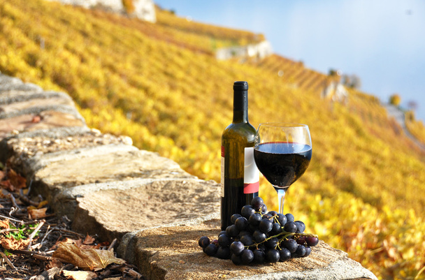 Vino rosso e viti sulla terrazza vigneto nella regione di Lavaux, Swi
 - Foto, immagini