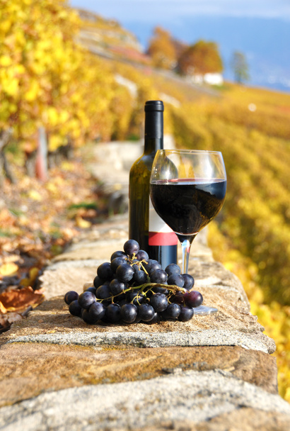 Vino rosso e uva sulla terrazza del vigneto nella regione di Lavaux
, - Foto, immagini