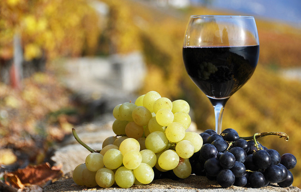 wijn en druiven op de wijngaard met terras in lavaux-gebied, switze - Foto, afbeelding