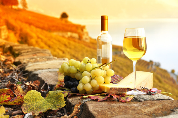Вино, виноград проти Женевського озера. Регіоні Lavaux регіону, Швейцарія - Фото, зображення