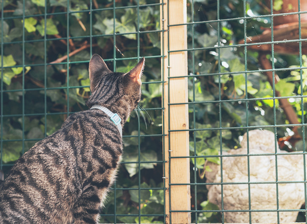 Katze schaut durch Zaun im Garten. - Foto, Bild