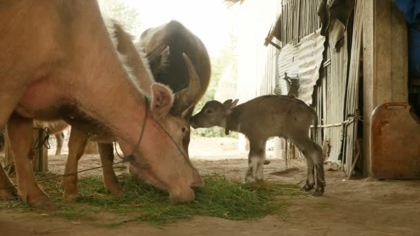 Buffalo tele stojí na nohou poprvé uvnitř stodoly vedle jeho matka buffalo svázaný s lanem jíst trávu  - Záběry, video