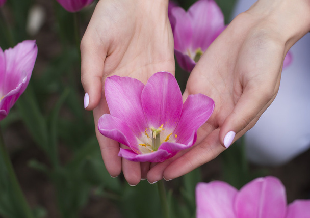 Tulipa fresca com as mãos femininas ao redor
 - Foto, Imagem