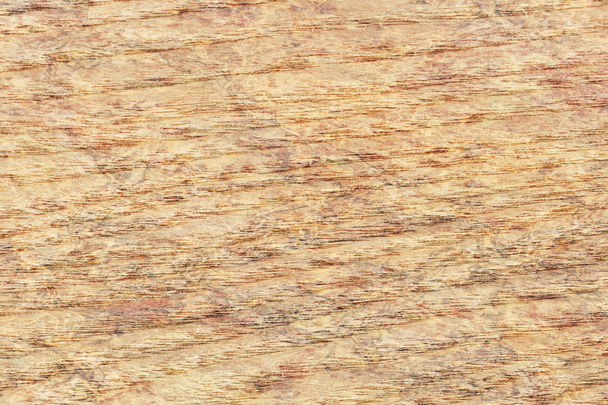 Chapa de madera de arce blanqueada Grunge manchado muestra de textura
 - Foto, imagen
