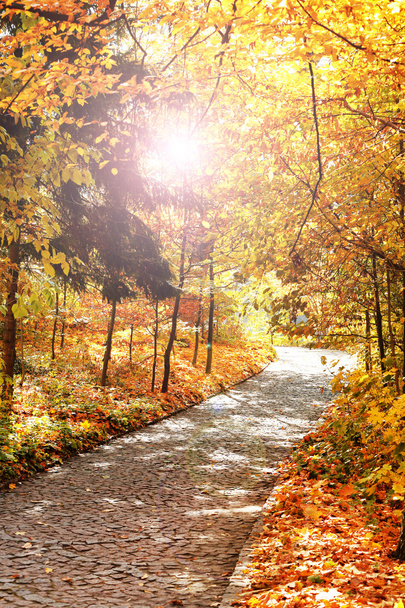 Beautiful autumn trees - Фото, изображение