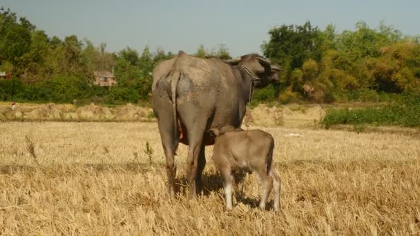 Vista posterior sobre el búfalo de agua y el ternero de búfalo de pie lado a lado en un campo de arroz seco
 - Metraje, vídeo