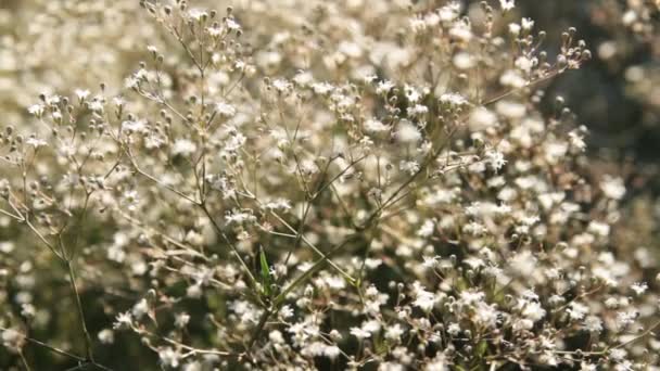 delikatny biały kwiat Shiver - Materiał filmowy, wideo