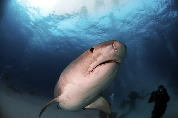 Tiger Shark - Photo, Image