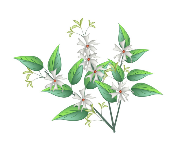 Night Blooming Jasmine on A White Background - Vektör, Görsel