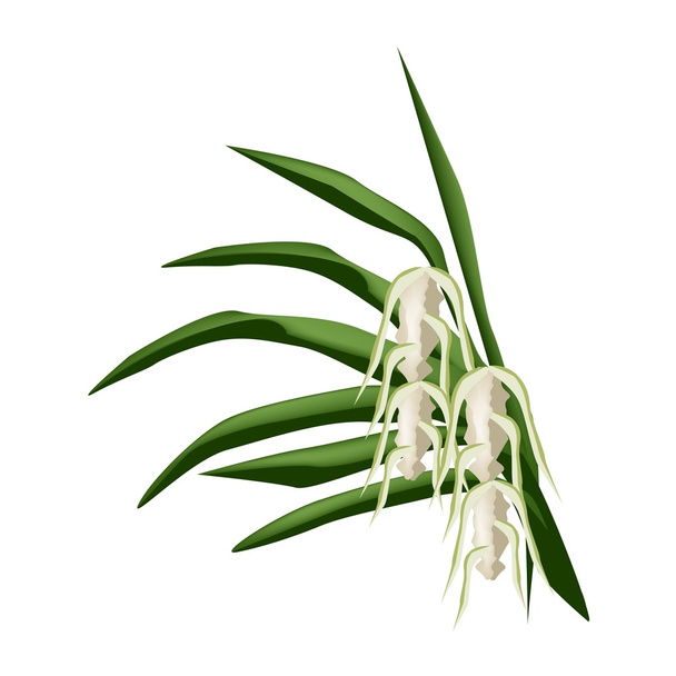 Screw Pine Flowers on A White Background - Vektor, kép