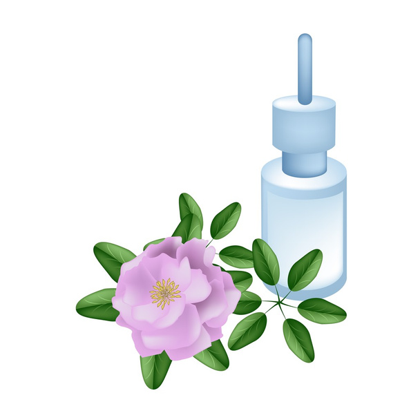 Essential Oil with Beautiful Pink Damask Rose - Vector, afbeelding