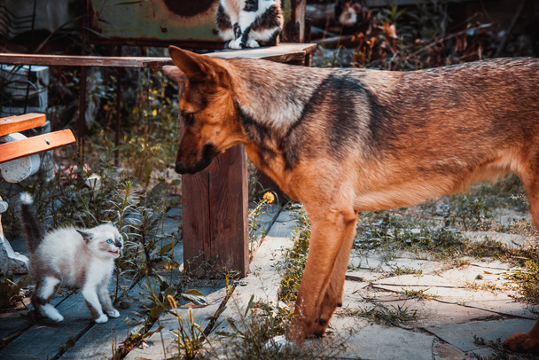 Big dog and small kitten - Photo, Image