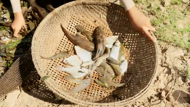 Zbliżenie na rybaka sortowania połowu ryb z roślin wodnych w sieć rybacką i utrzymanie go w bambusowym koszyku - Materiał filmowy, wideo