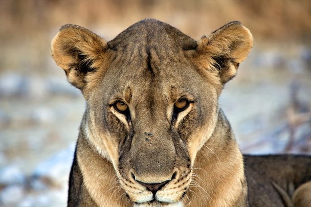 primer plano de una leona en el parque nacional etosha de África
 - Foto, imagen