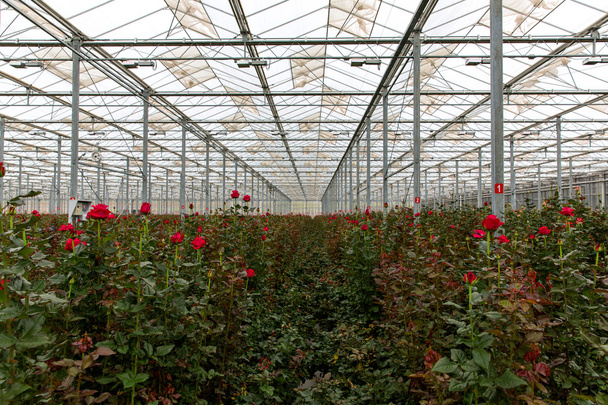 Rode rozen in de kas - Foto, afbeelding