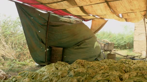 Harvested tobacco leaves stacked on ground under shelter next to the field - Footage, Video
