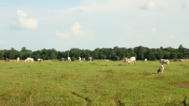 Herde weißer Kühe weidet auf einem Feld - Filmmaterial, Video