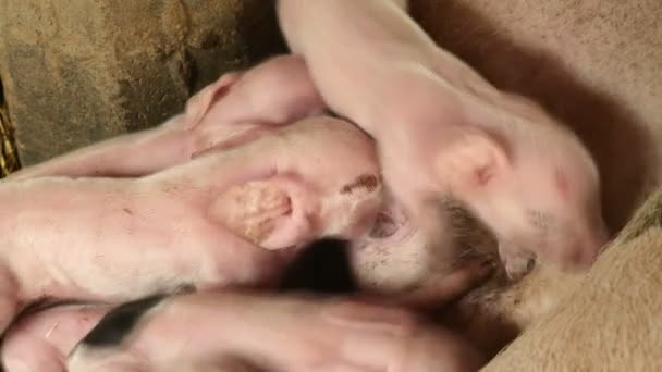 noworodka prosiąt chwytając smoczki maciory i karmiąc mleko matki - Materiał filmowy, wideo
