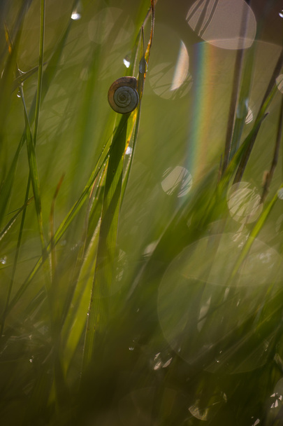 Snail on a stalk of grass. - Photo, Image
