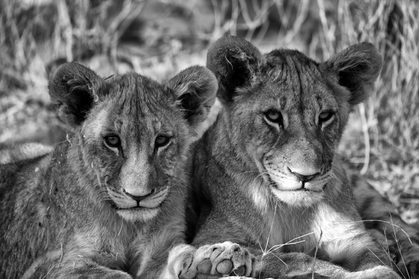 zwei brüder löwenjungen im etosha nationalpark namibia - Foto, Bild