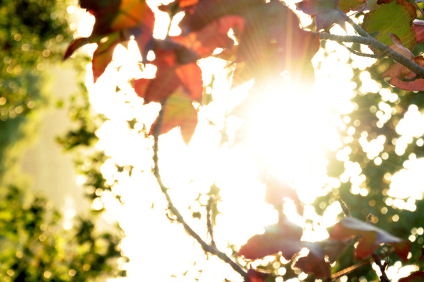 Luz del sol brillando a través de las hojas
 - Foto, Imagen