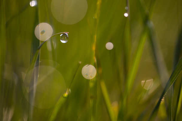 Spring grass in the dew. - Photo, Image
