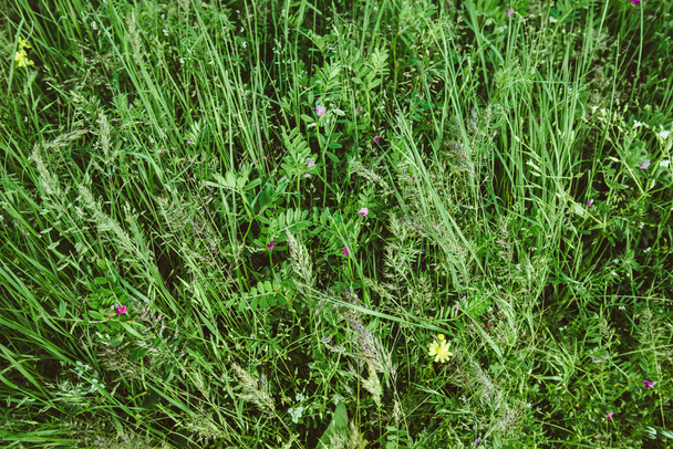Травы на лугу - Фото, изображение