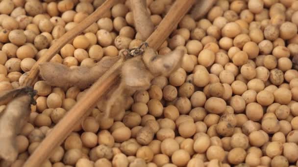 Soybeans and plant on rotating plate - Felvétel, videó