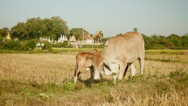 Bezerro marrom em pé ao lado de uma vaca branca amarrada com corda e pastando em um campo de arroz seco
 - Filmagem, Vídeo