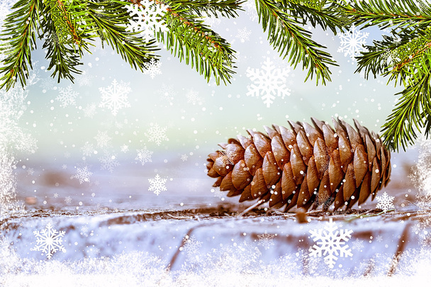 Pine branch with cone with  snow - Zdjęcie, obraz