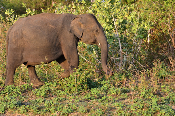 elefante - Foto, Imagen