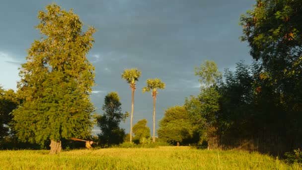 Fisher con remos caminando por el campo de arroz verde bajo el cielo oscuro
 - Imágenes, Vídeo