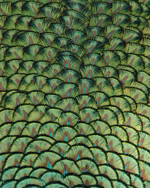 Перья павлина
 - Фото, изображение