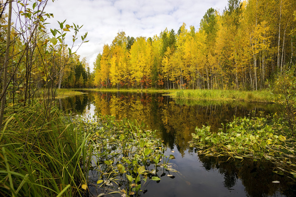 Прекрасне відображення у воді дерев осінь
 - Фото, зображення