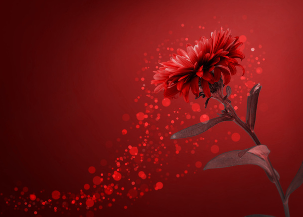 rode bloem achtergrond - Foto, afbeelding
