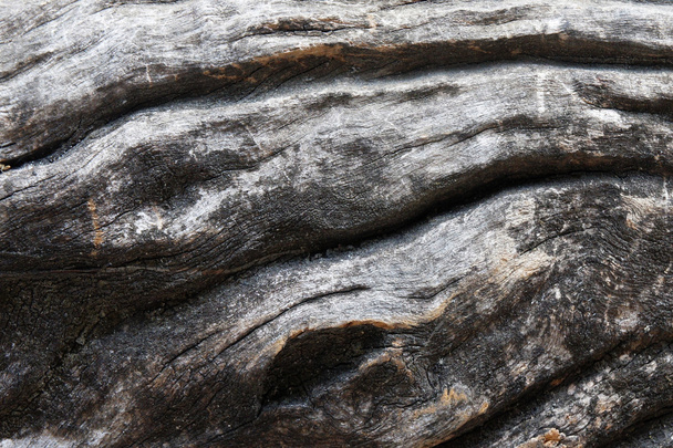 Pattern of wood decay texture background - Fotoğraf, Görsel