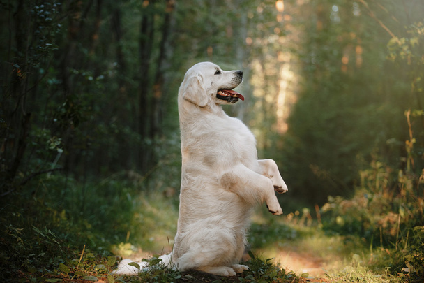 Golden retriever in the woods - Photo, image
