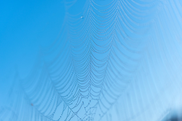 pajęczyna przeciw błękitne niebo - Zdjęcie, obraz