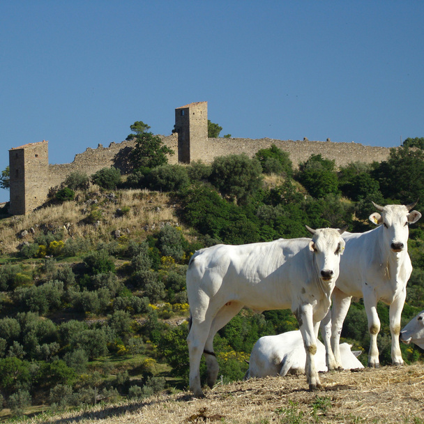 koeien en kasteel - Foto, afbeelding