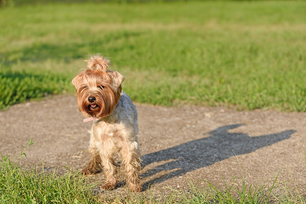 Yorkshire teriér pes v parku - Fotografie, Obrázek
