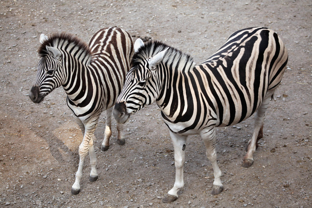 Burchell's zebras (Equus quagga burchellii). - Фото, изображение