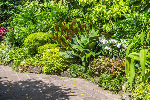 tropical plants with stone path - Photo, Image