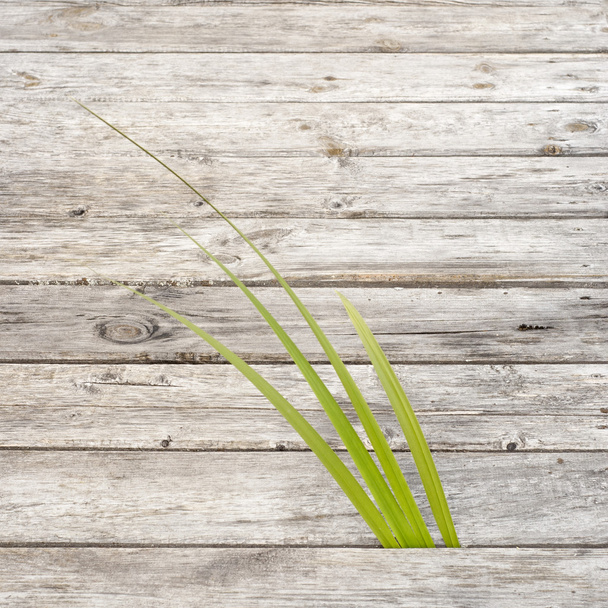 Green reed growing in gap between wooden pathway - Photo, Image
