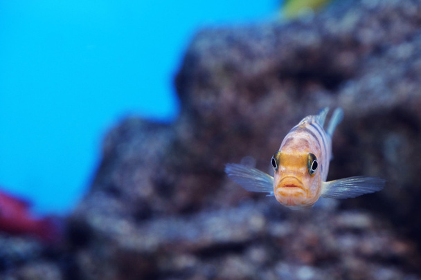 Underwater world - exotic fish in an aquarium - Фото, изображение