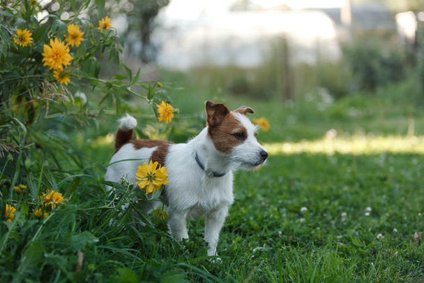 Perro Jack Russell Terrier pasea por la naturaleza
 - Foto, imagen